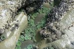 PICTURES/Beach 4 - Tidal Pools/t_Green Anemone & barnicles4.JPG
